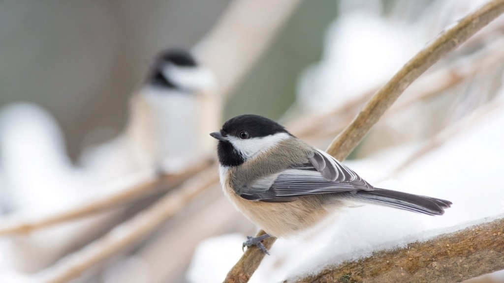 Pine Cone Bird Feeders :: Easy Winter Wildlife Activity for Kids from Albuquerque Moms Blog