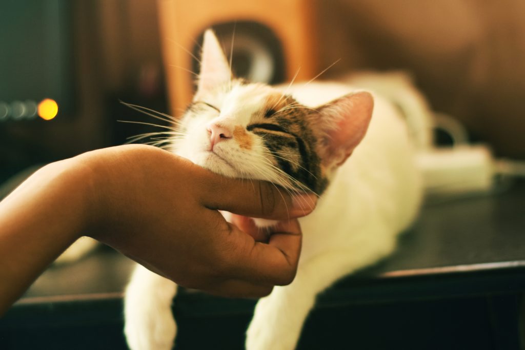 Cat Getting a Scratch :: Albuquerque Moms Blog