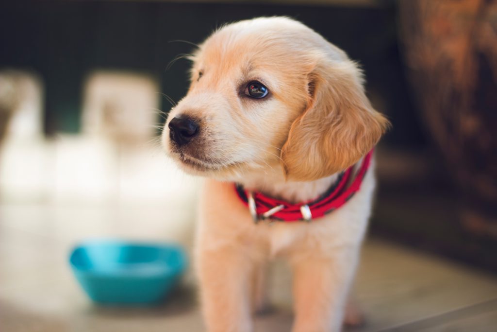 Cute Puppy :: Albuquerque Moms Blog