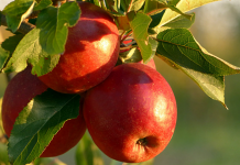 Guide to Apple Orchards in the Albuquerque Area