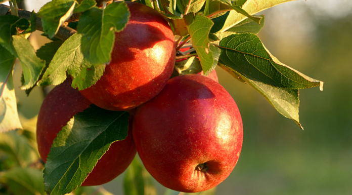 Guide to Apple Orchards in the Albuquerque Area