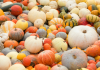 Guide to Pumpkin Patches in the Albuquerque Area