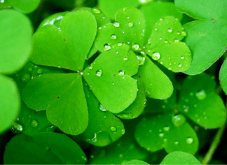 Guide to St. Patrick's Day in Albuquerque