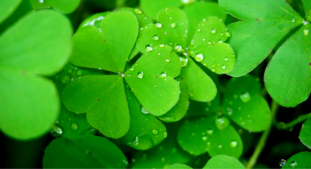 Guide to St. Patrick's Day in Albuquerque
