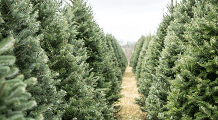 Guide to Cutting Your Own Christmas Tree Near Albuquerque