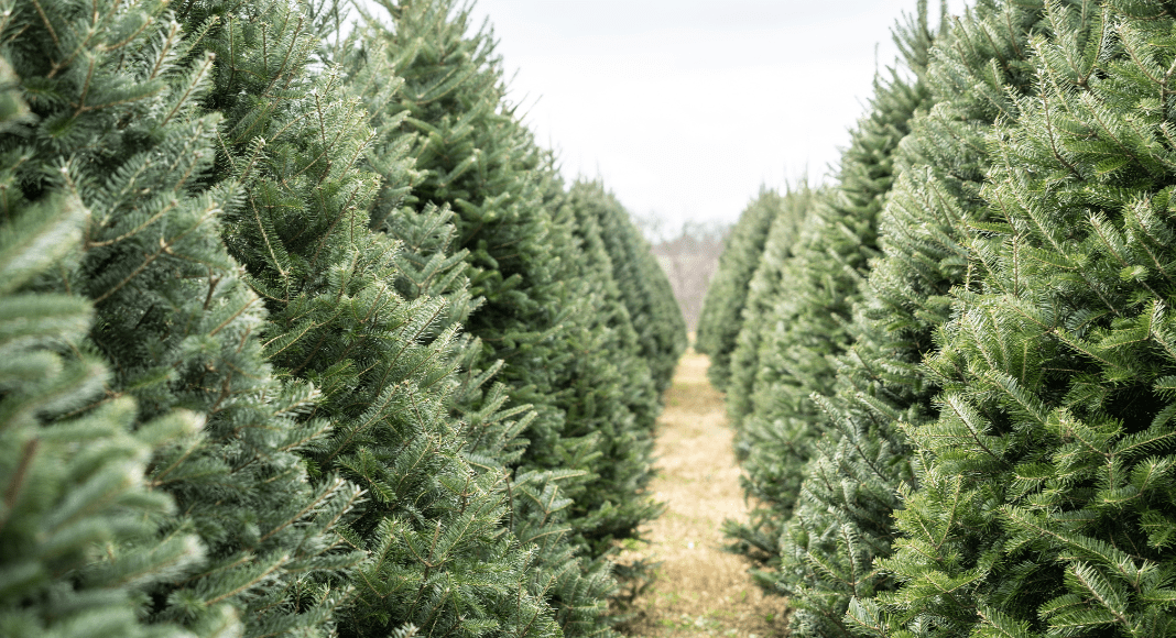 Guide to Cutting Your Own Christmas Tree Near Albuquerque